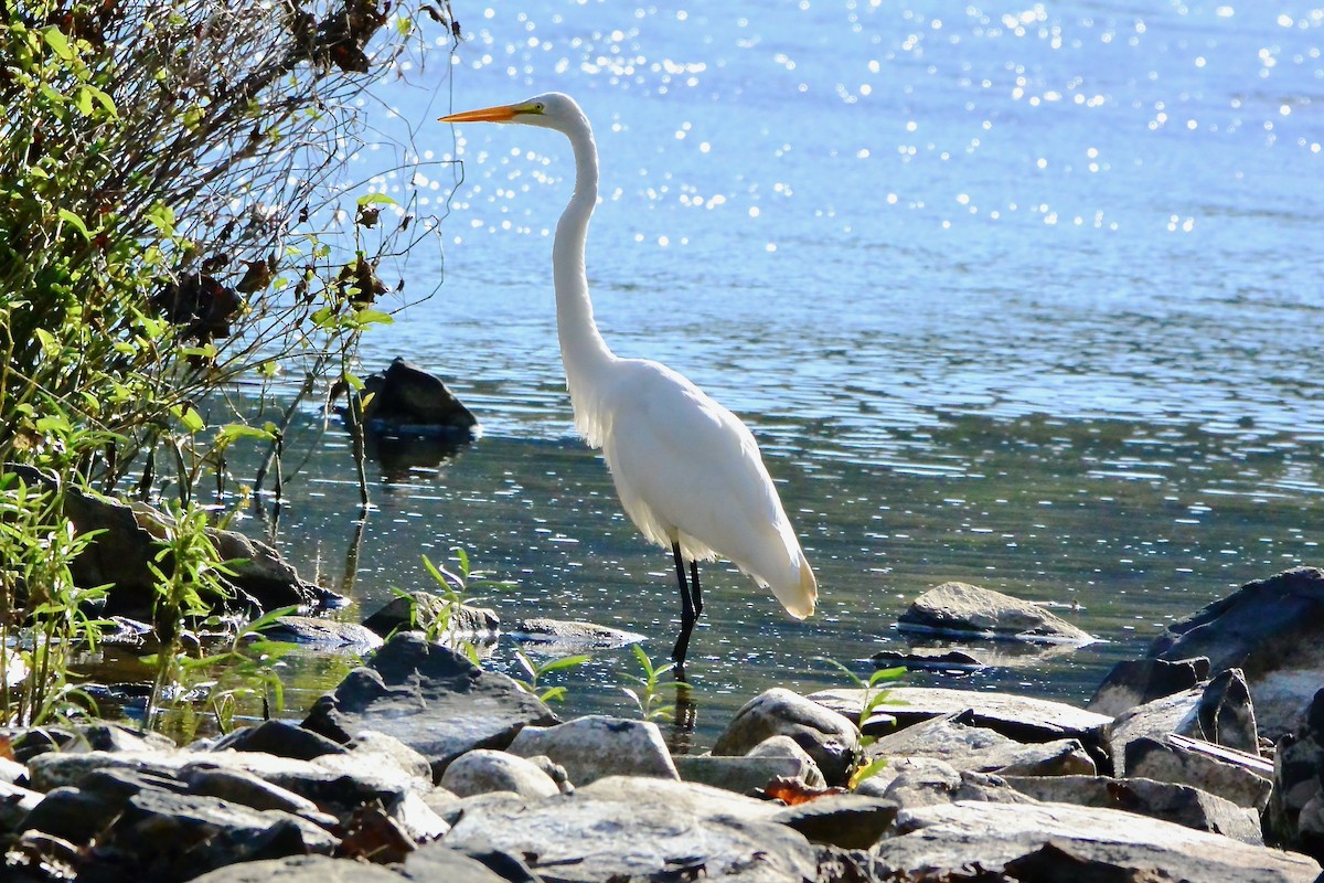 Great Egret - ML380448721