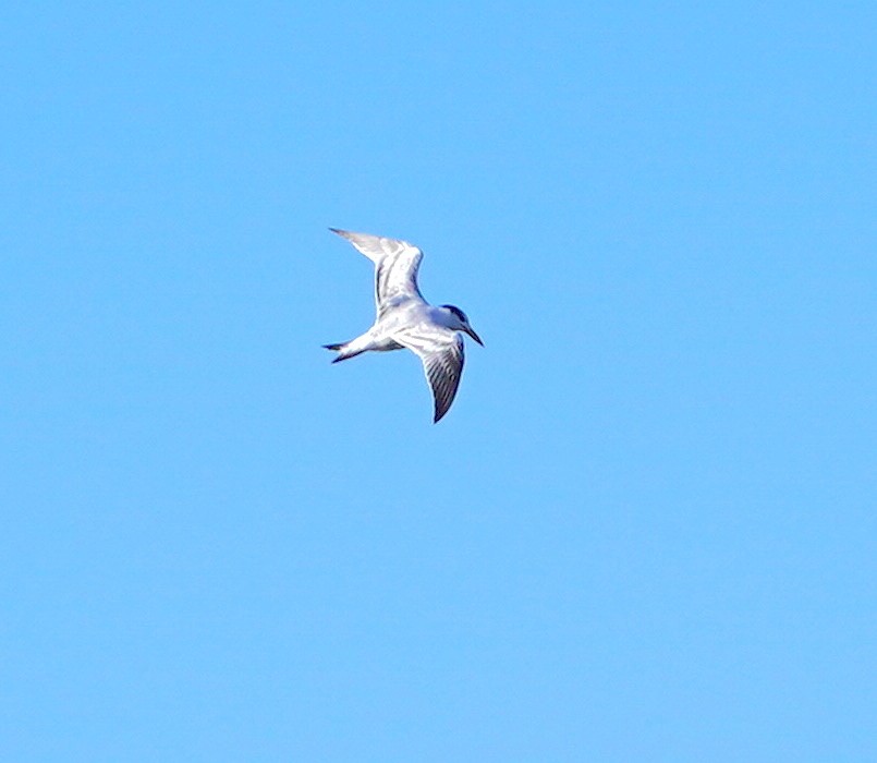 Royal Tern - ML380449161