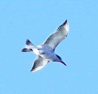Royal Tern - ML380449171