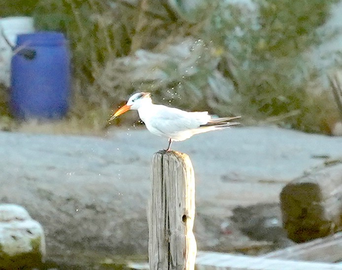 Royal Tern - ML380449181