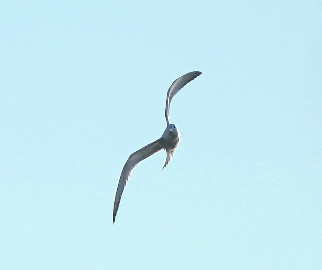 Royal Tern - ML380449191