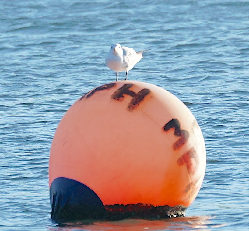 Royal Tern - ML380449211