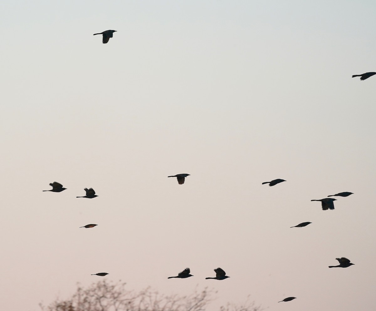 Boat-tailed Grackle - ML380449761