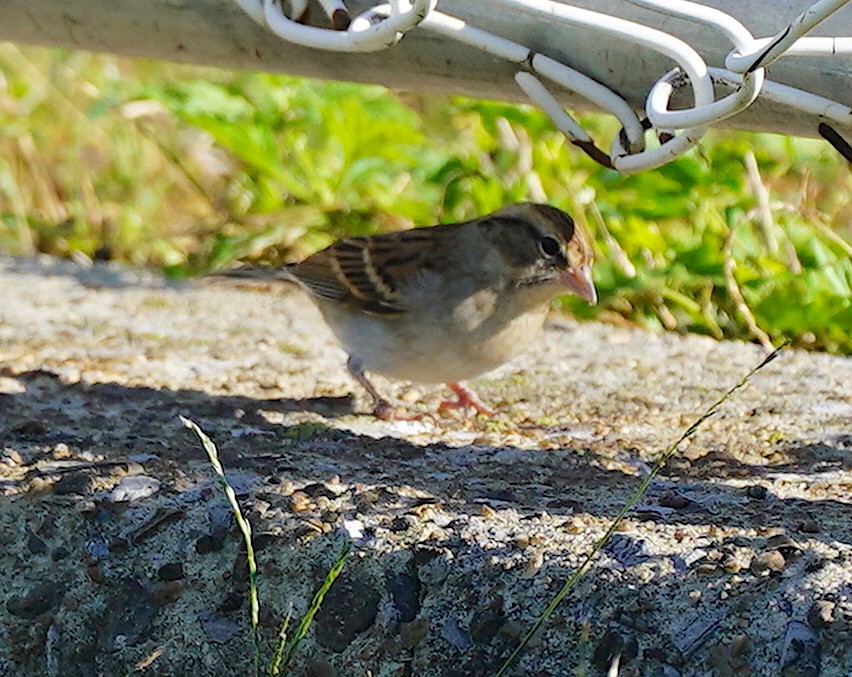 Chipping Sparrow - ML380449901