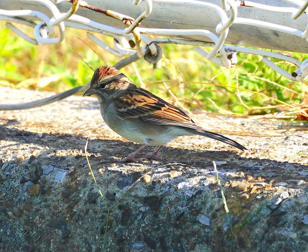 Chipping Sparrow - ML380449911