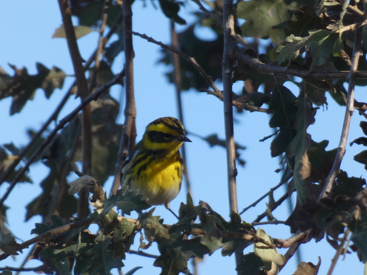 Townsend's Warbler - Gerry and Linda Baade