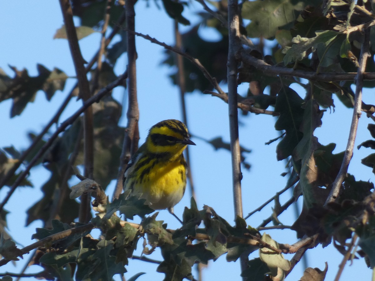 Townsend's Warbler - ML380450661