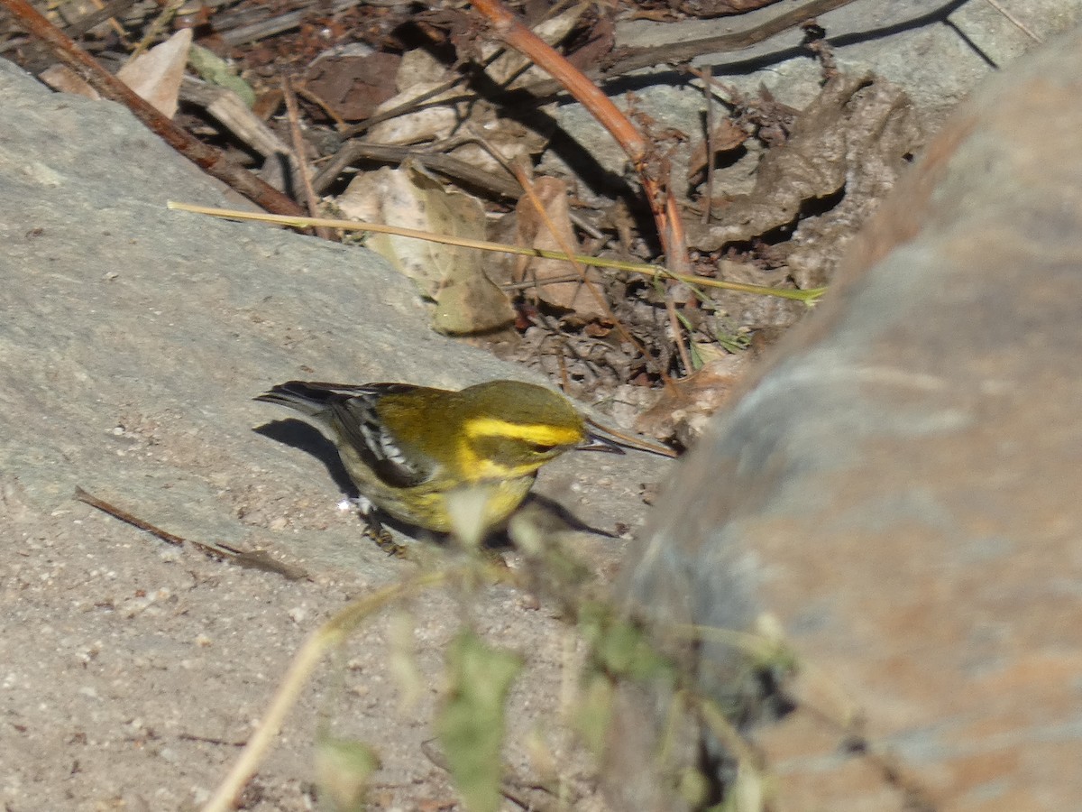 Townsend's Warbler - ML380450861