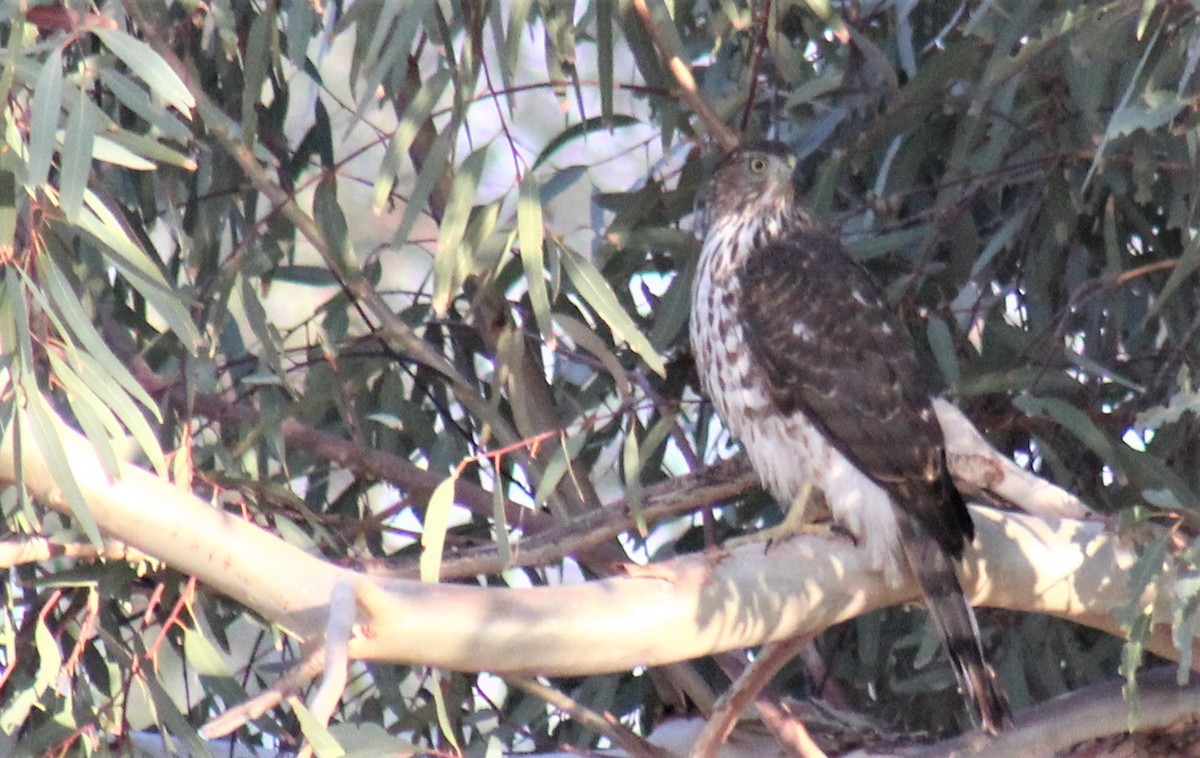 Cooper's Hawk - ML380451211