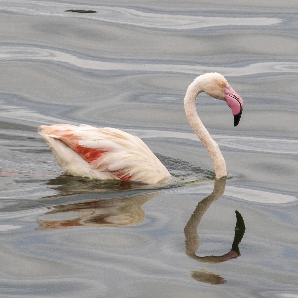 Greater Flamingo - ML380451541