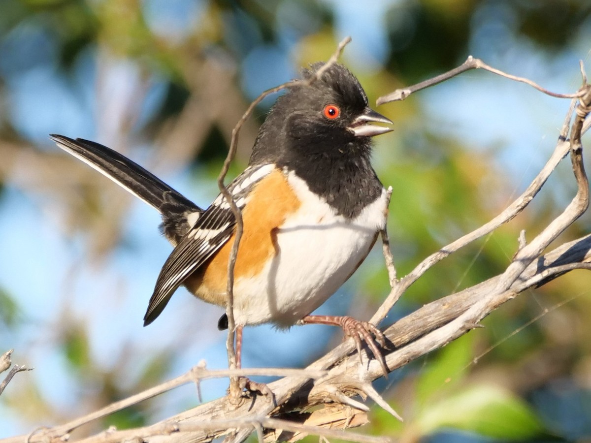 Spotted Towhee - ML380453591
