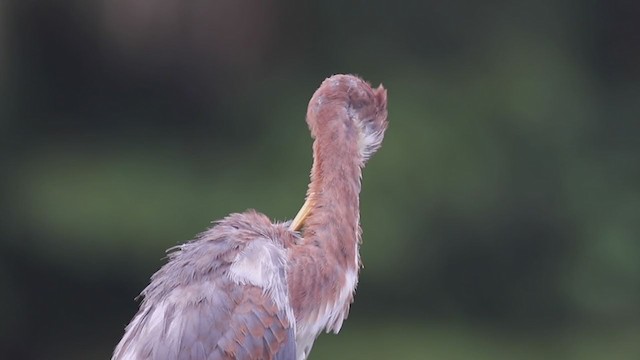 Tricolored Heron - ML380454141