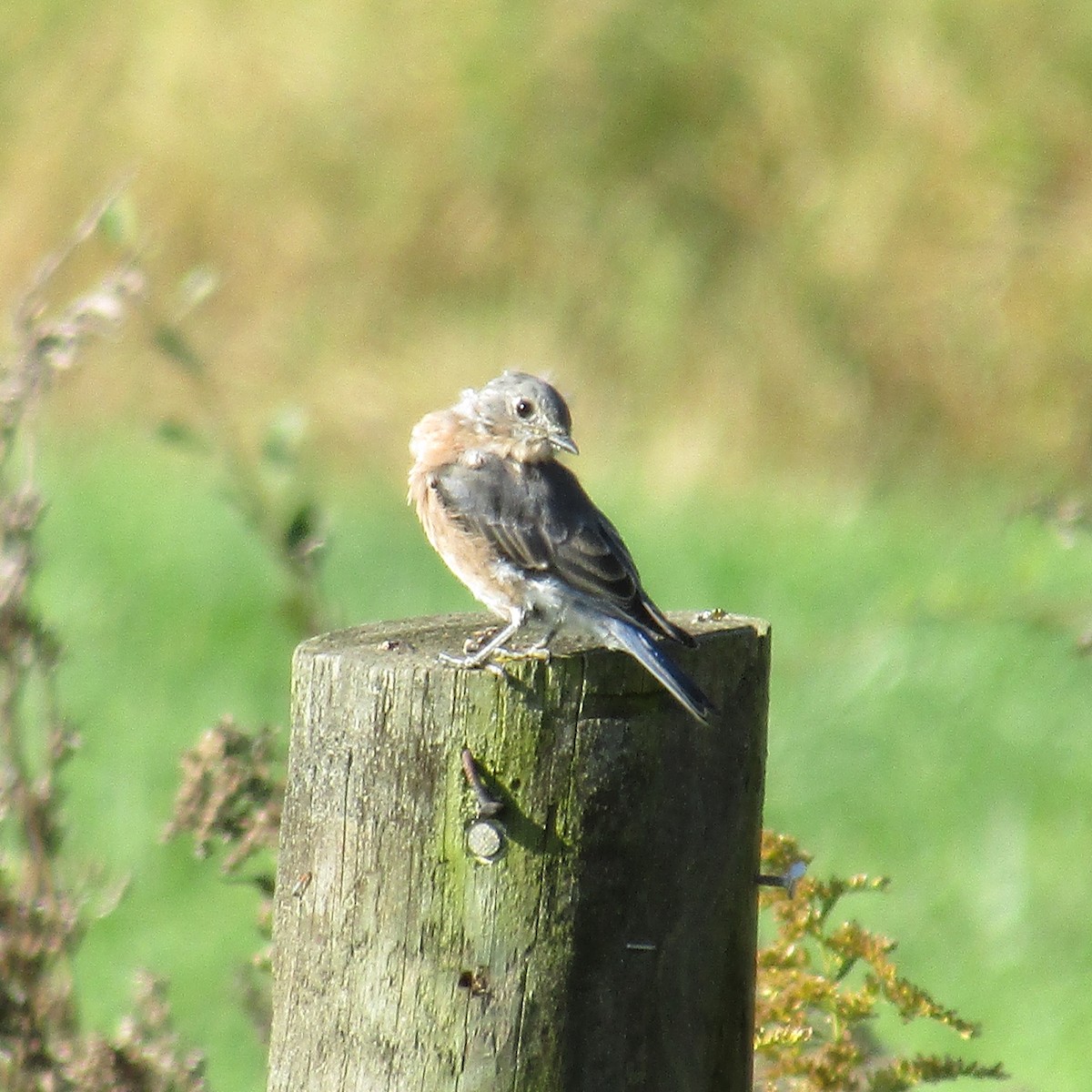 Eastern Bluebird - ML380454221