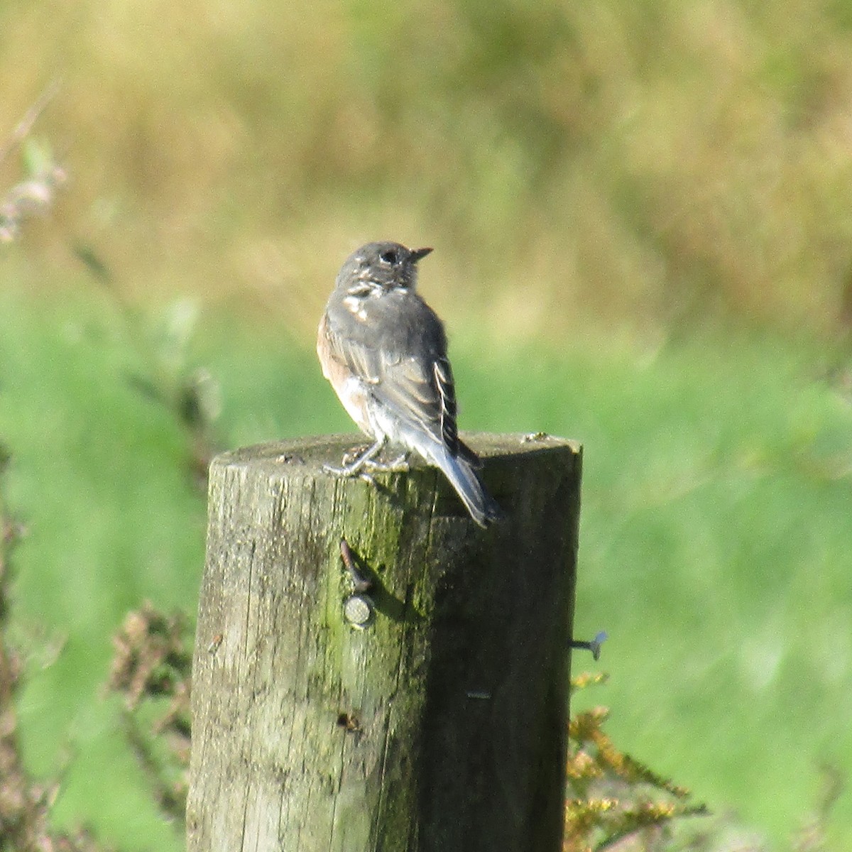 Eastern Bluebird - ML380454241