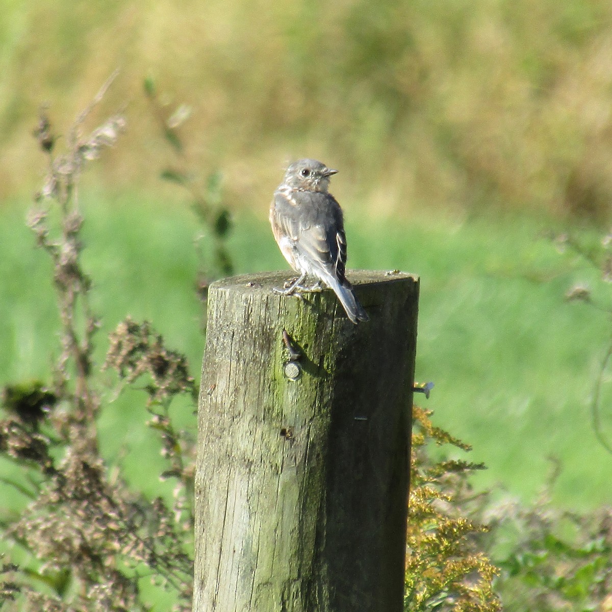 Eastern Bluebird - ML380454301