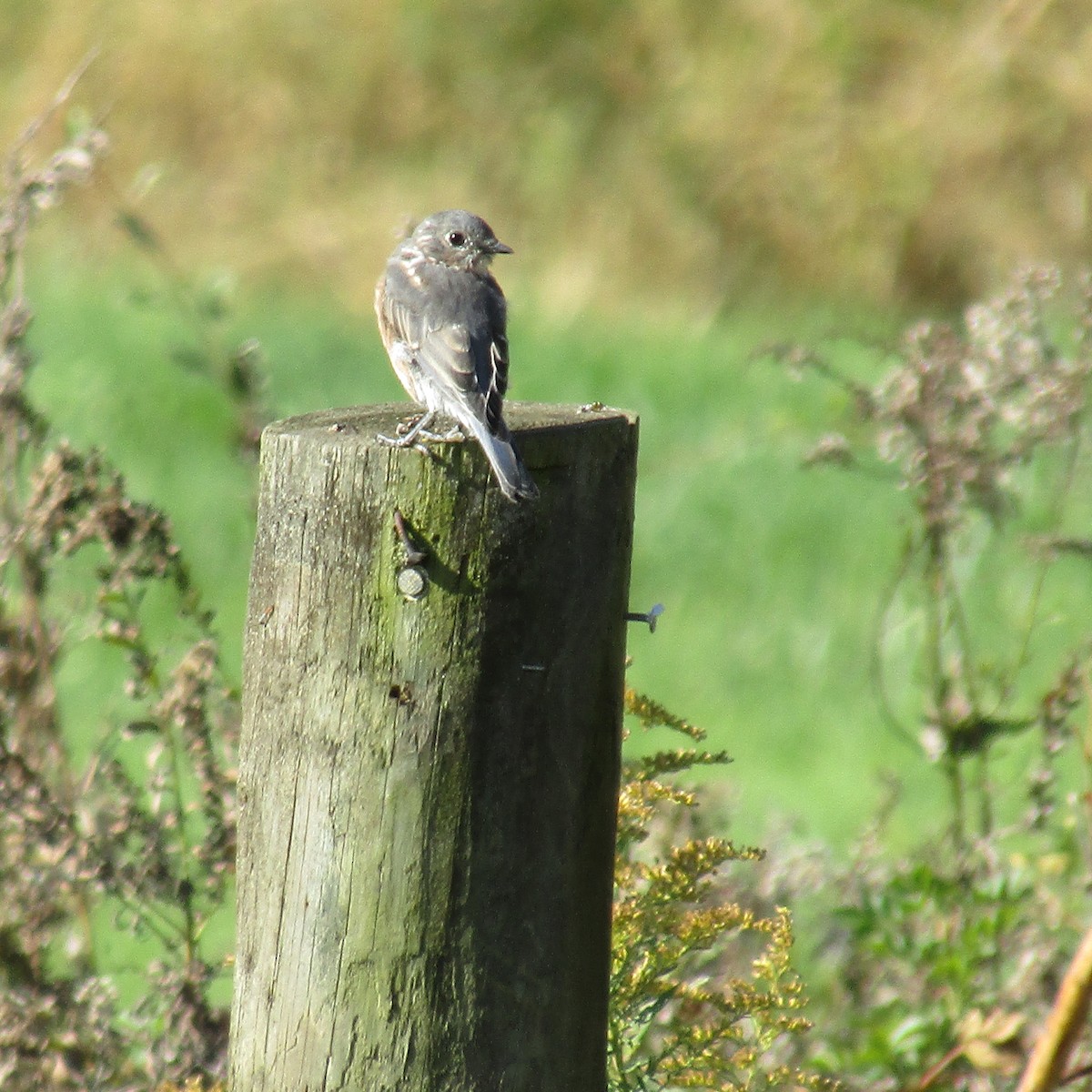 Eastern Bluebird - ML380454371