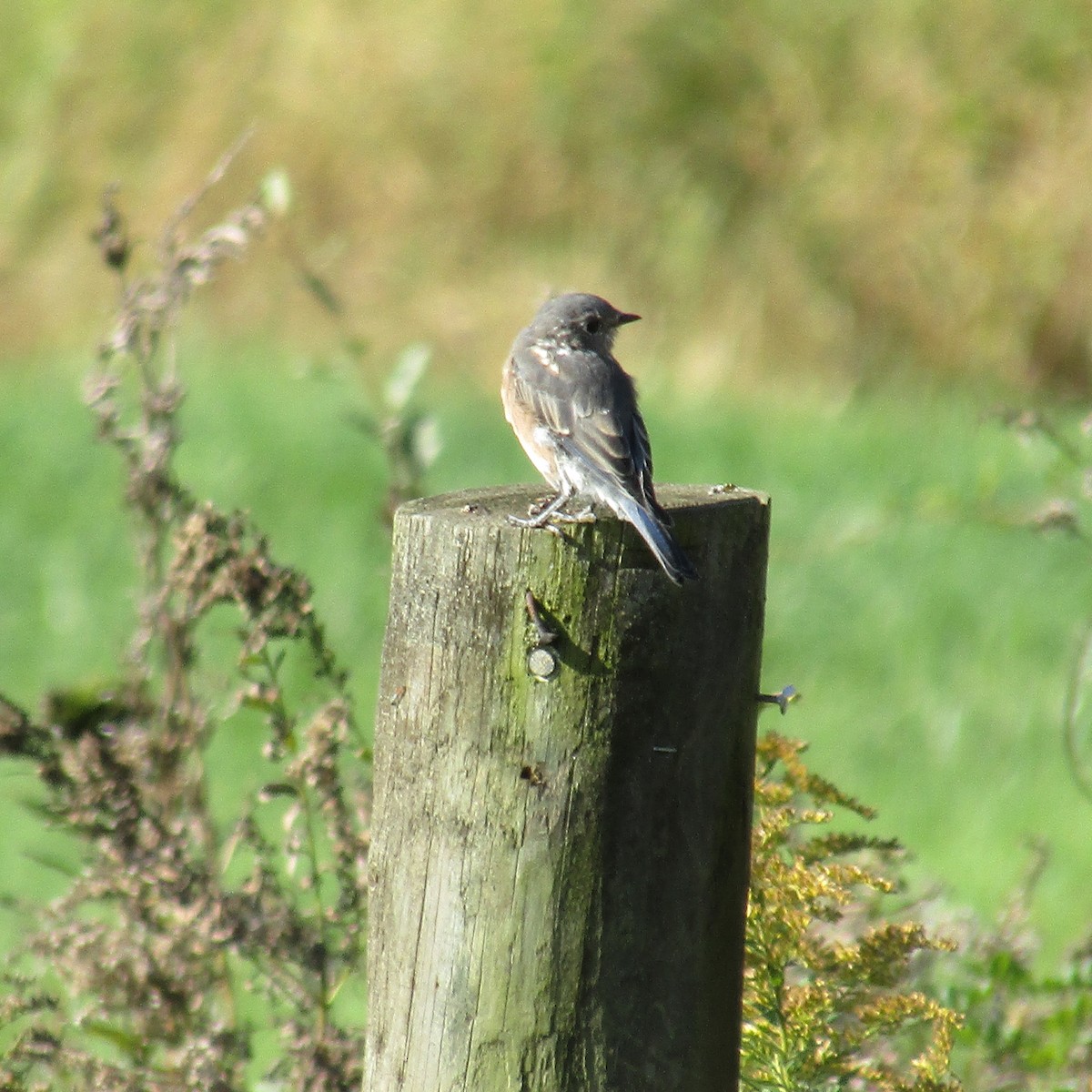 Eastern Bluebird - ML380454461