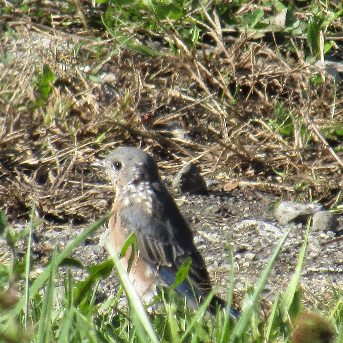 Eastern Bluebird - ML380454551