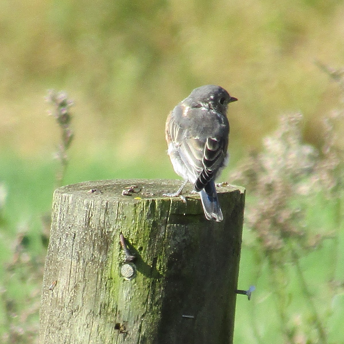 Eastern Bluebird - ML380454861