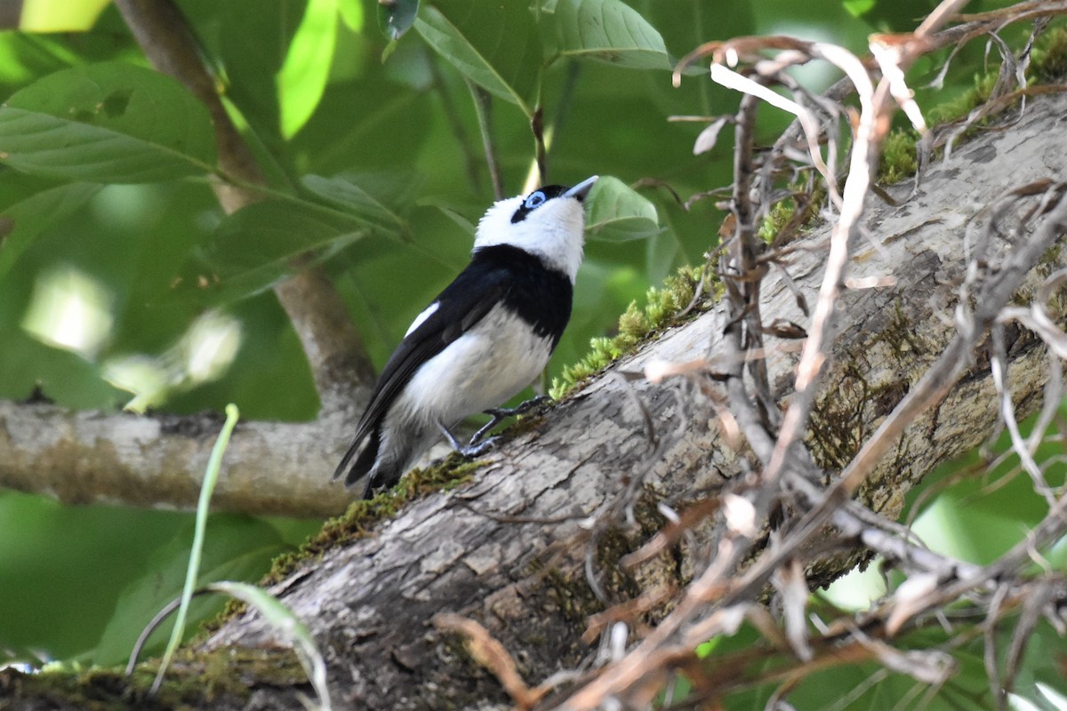 Pied Monarch - ML380454911