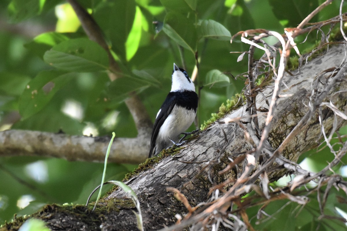 Pied Monarch - ML380454921