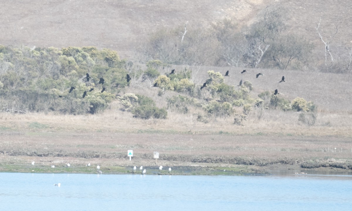 White-faced Ibis - ML380454941