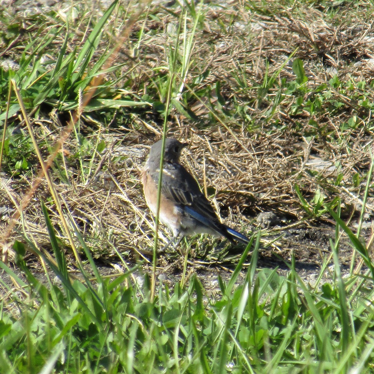 Eastern Bluebird - ML380454981