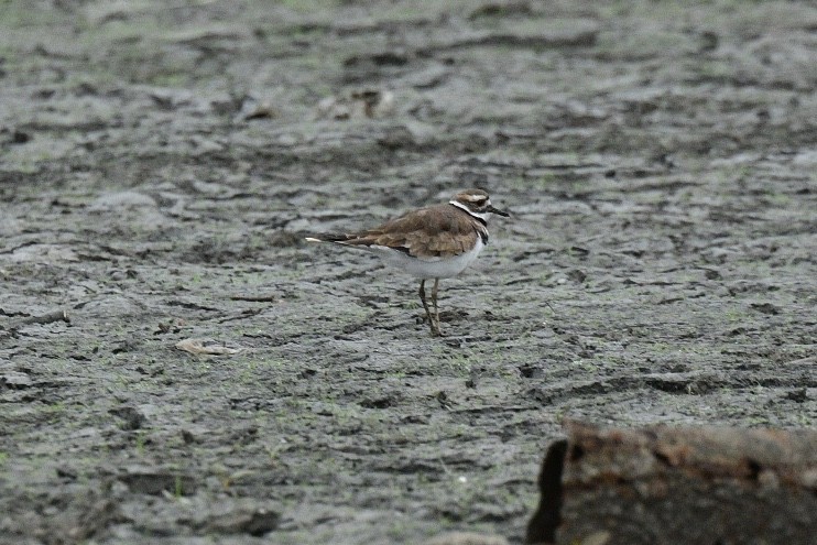 Killdeer - ML380455171