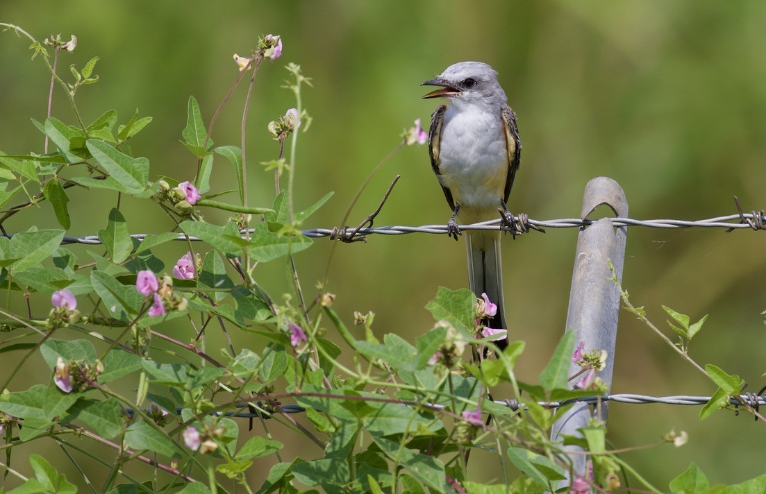 Scissor-tailed Flycatcher - ML380455671