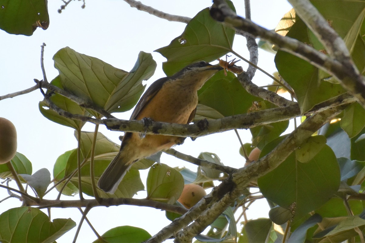 Victoria's Riflebird - ML380455691
