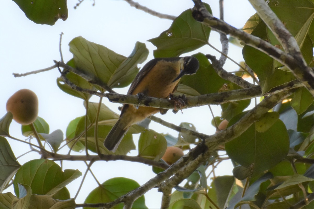 Victoria's Riflebird - ML380455701