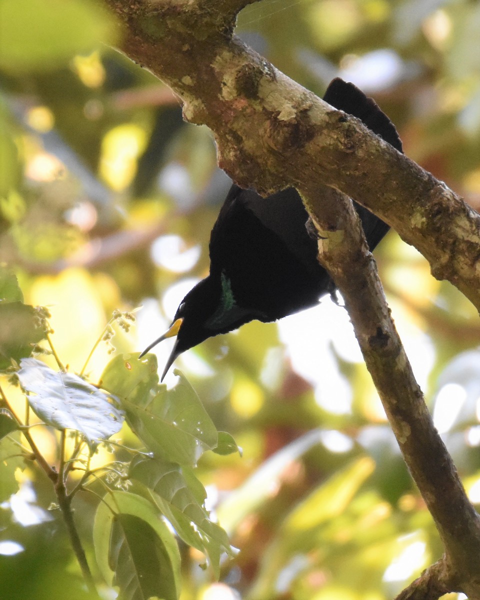 Victoria's Riflebird - ML380455741