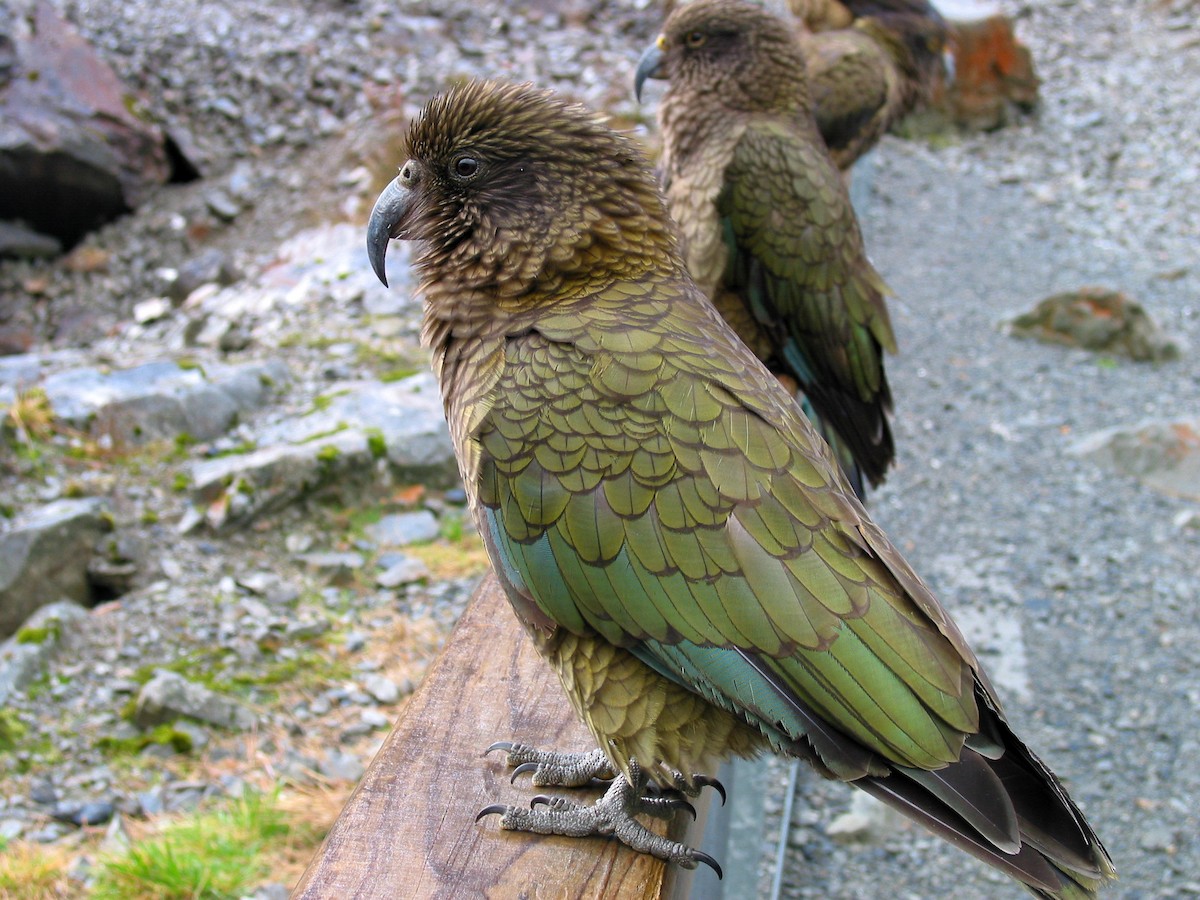 Kea - ML38045661