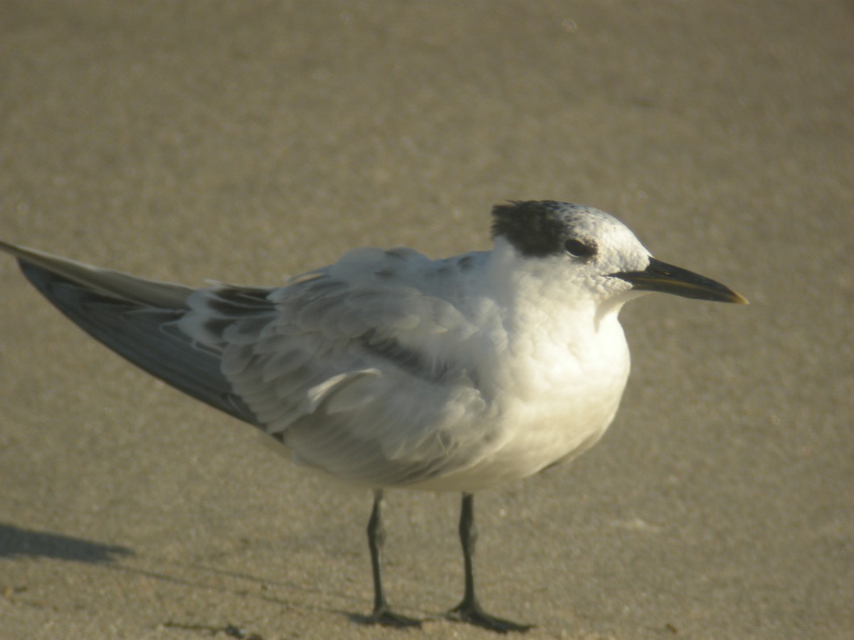 Sandwich Tern - ML38045731