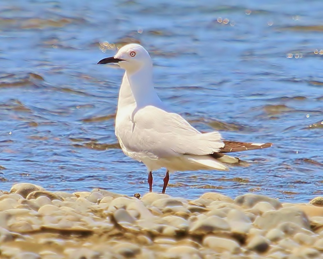 Gaviota Maorí - ML38045751