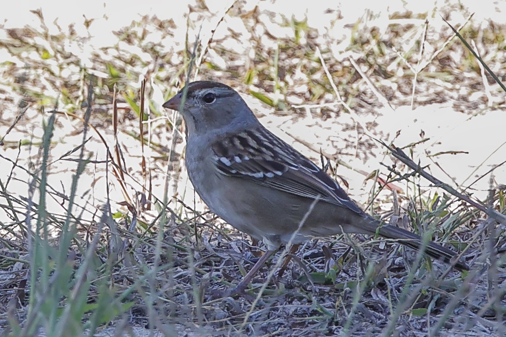 White-crowned Sparrow - ML380457541