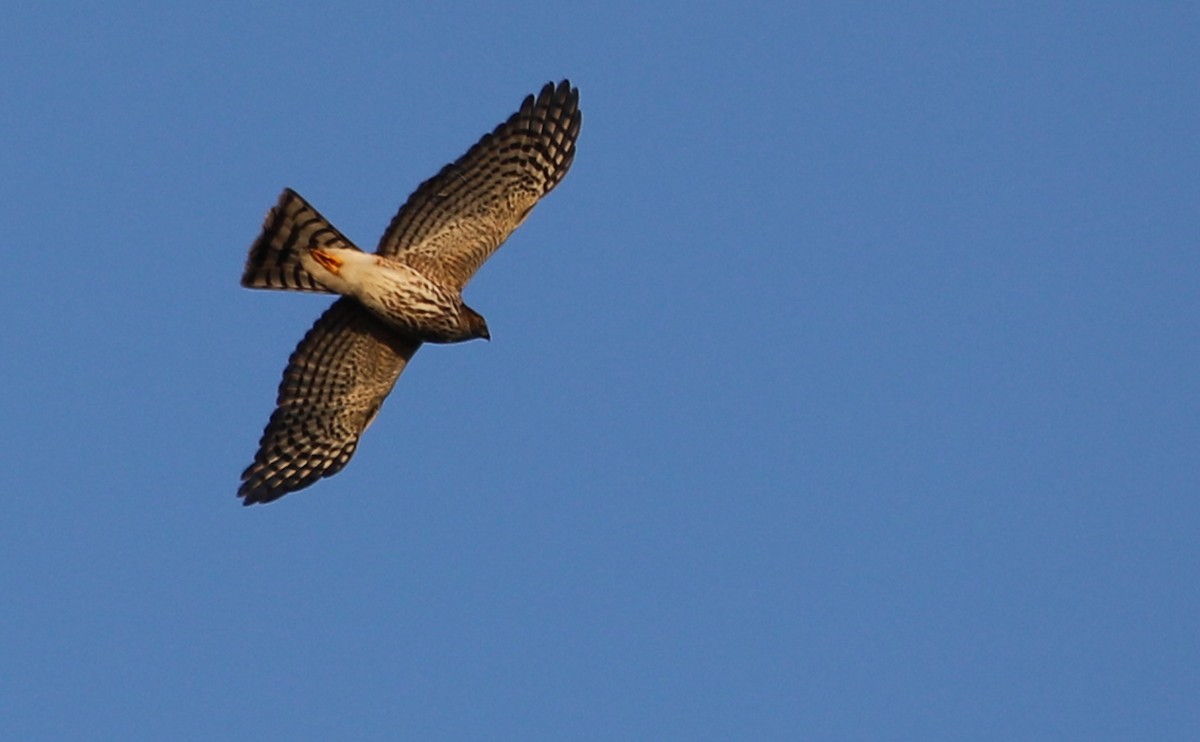 Sharp-shinned Hawk (Northern) - Rob Bielawski