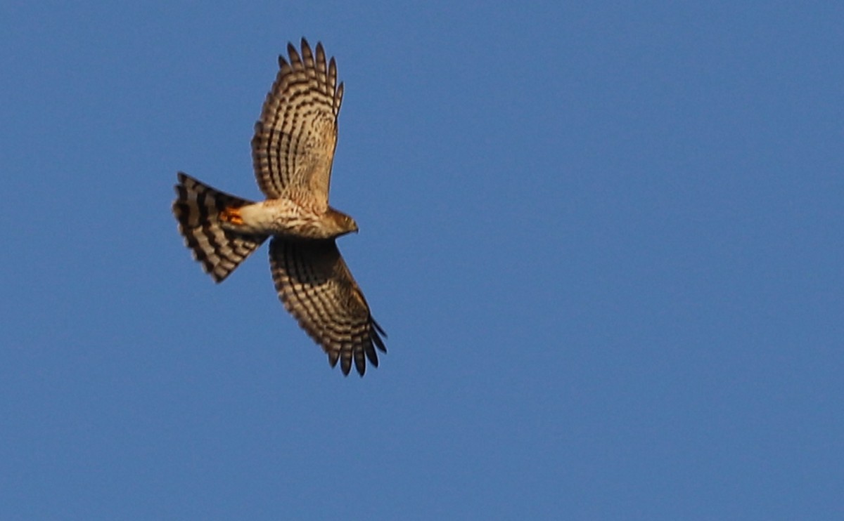 Sharp-shinned Hawk (Northern) - Rob Bielawski