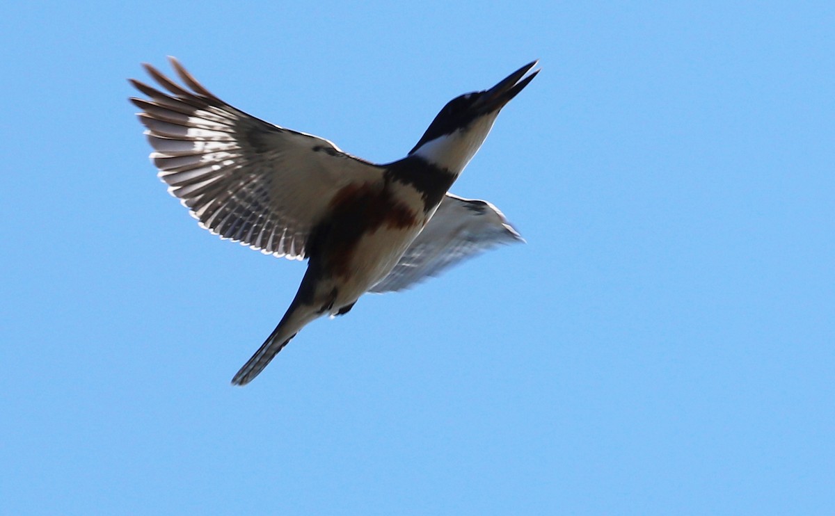 Belted Kingfisher - ML380458921