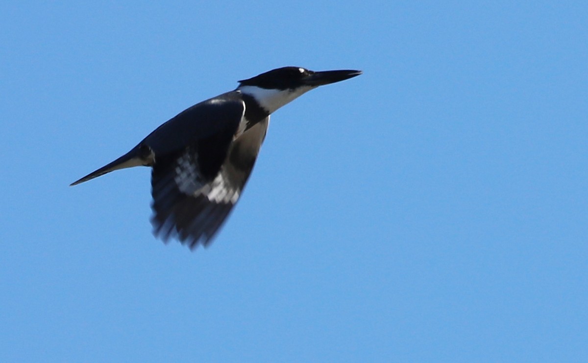 Belted Kingfisher - ML380458931