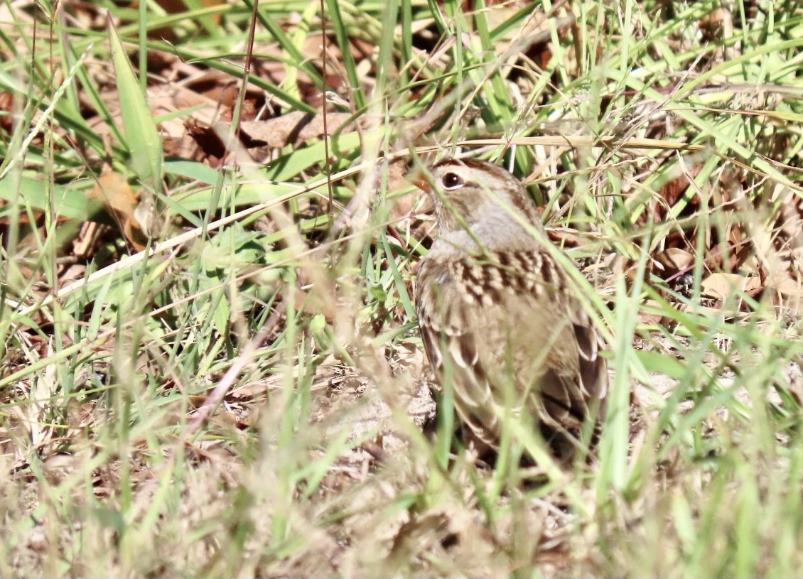 White-crowned Sparrow - ML380459091