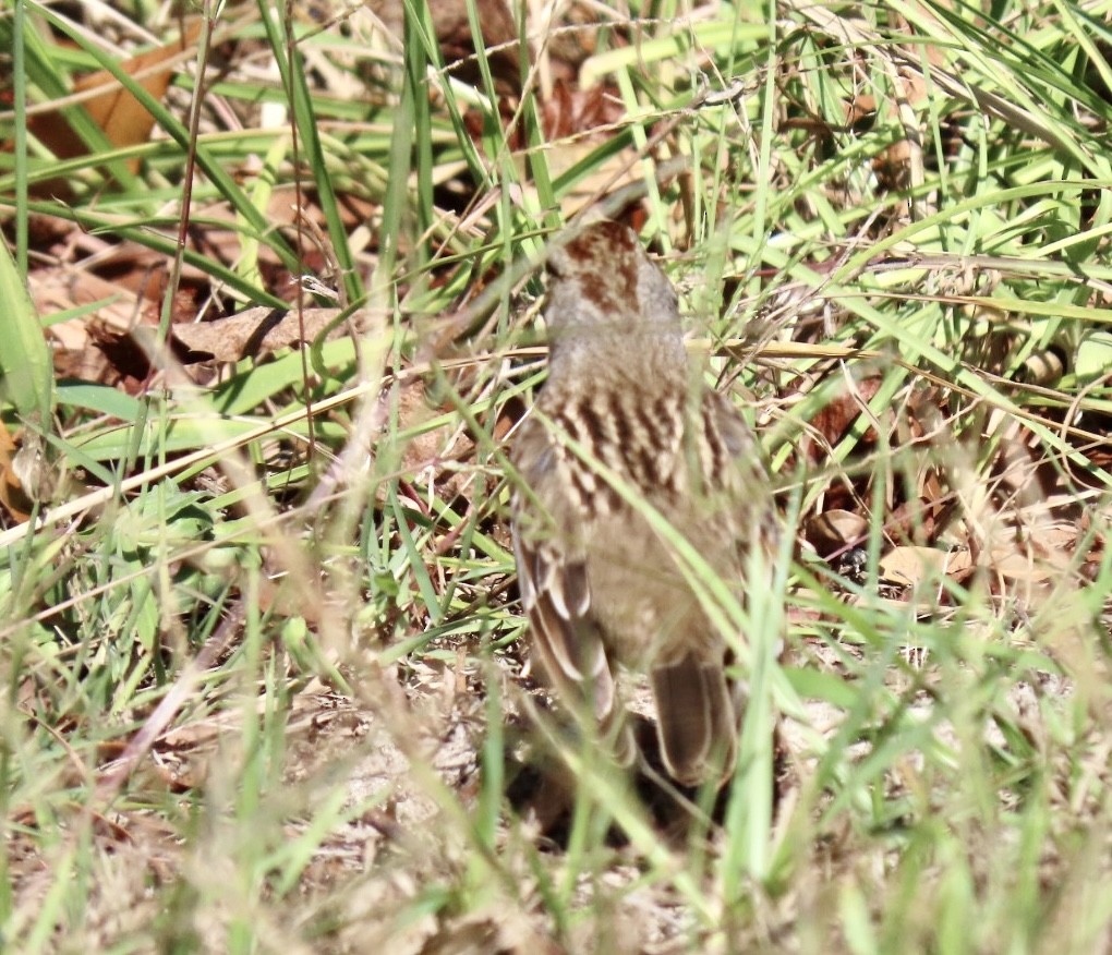 White-crowned Sparrow - ML380459101