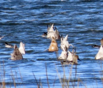 Northern Pintail - ML380459301