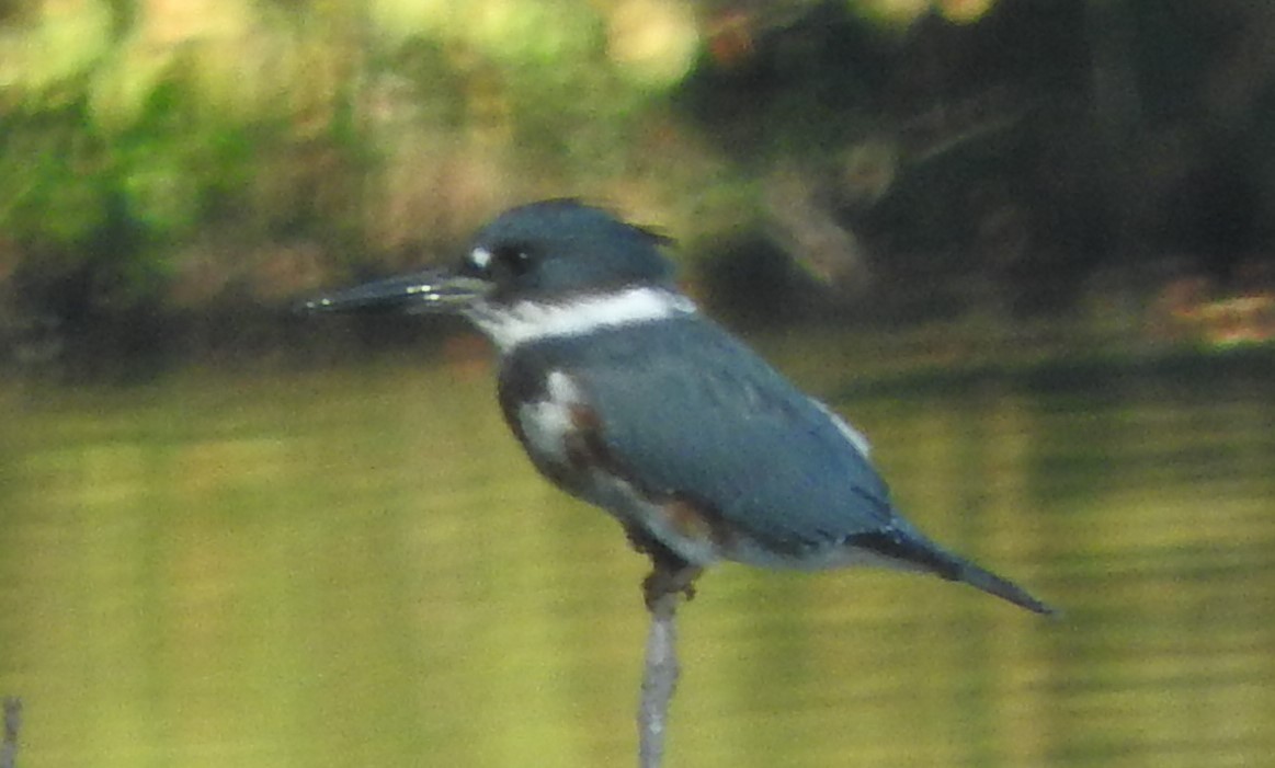 Belted Kingfisher - ML380460951