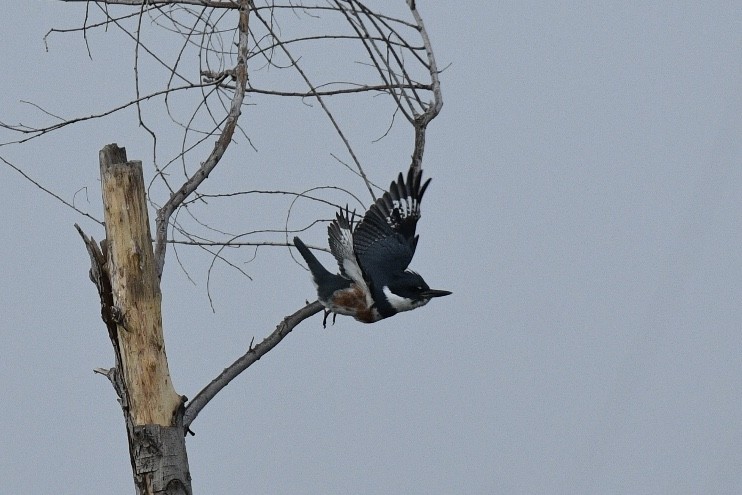 Belted Kingfisher - ML380461031