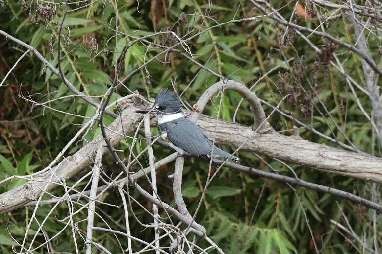 Belted Kingfisher - ML380461041