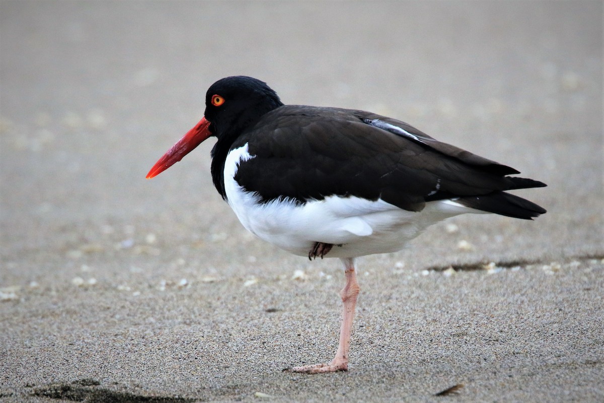 American Oystercatcher - ML380461621