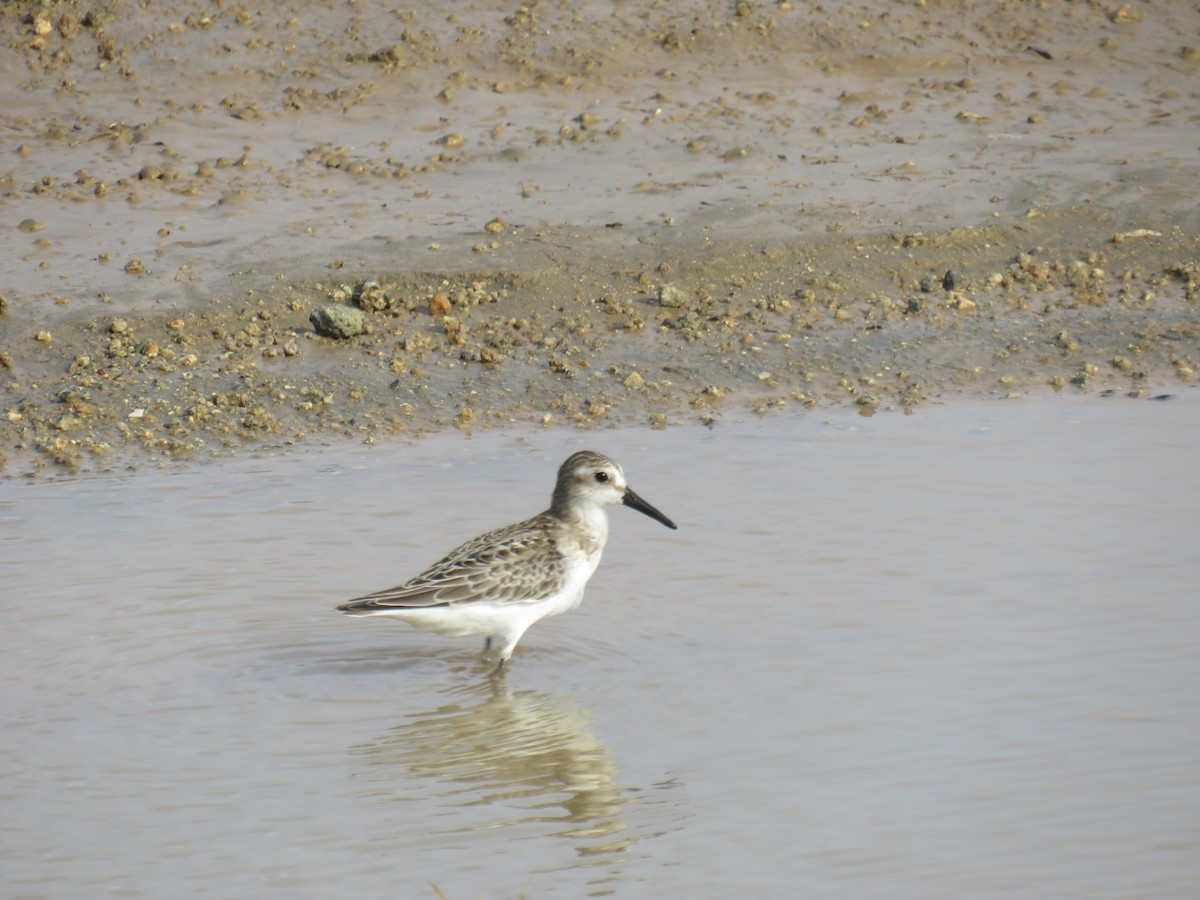 Western Sandpiper - ML380461681