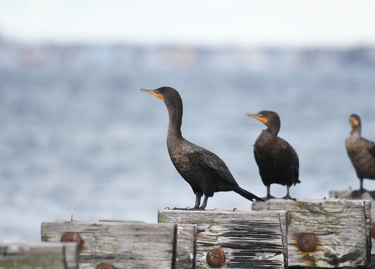 Double-crested Cormorant - ML380462721