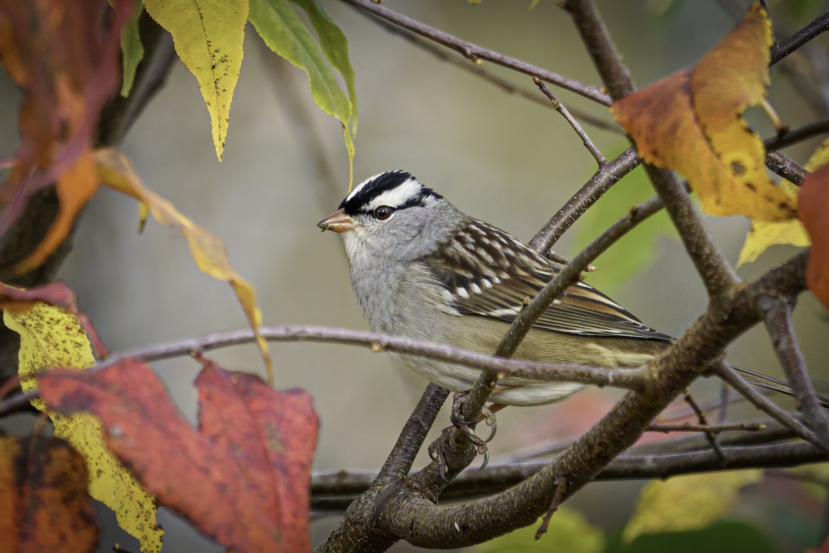White-crowned Sparrow - ML380463171